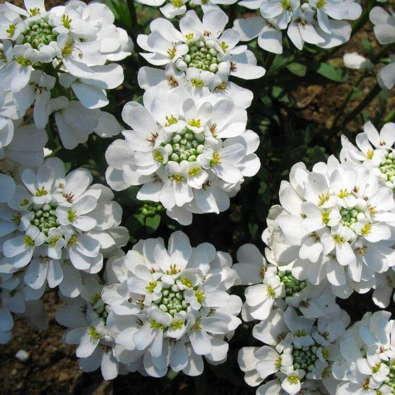 Perennial Candytuft Seeds 