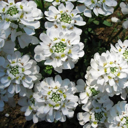 Perennial Candytuft Seeds 