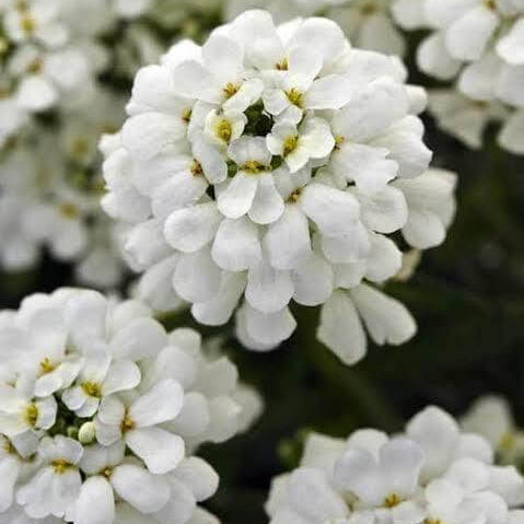 Perennial Candytuft Seeds 