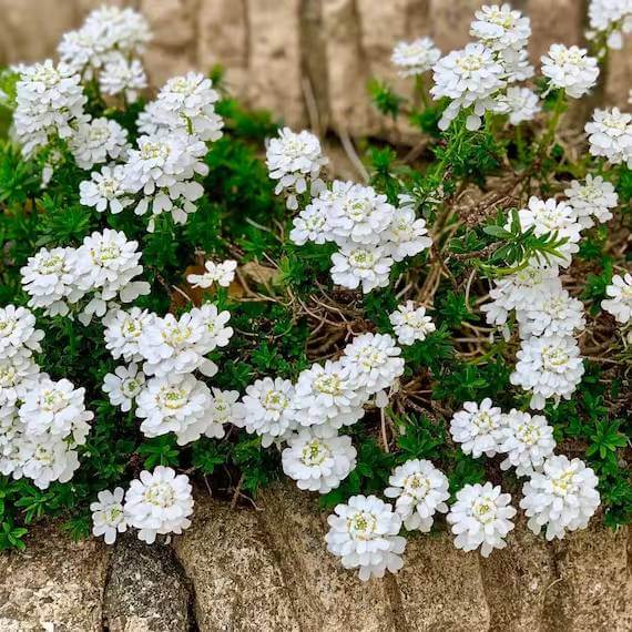 Perennial Candytuft Seeds 