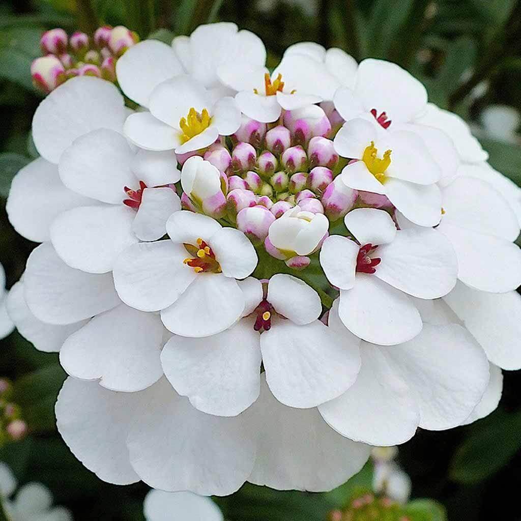 Perennial Candytuft Seeds 
