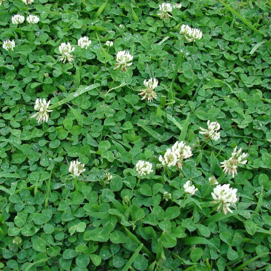 Perennial Clover Lawn Mix seeds