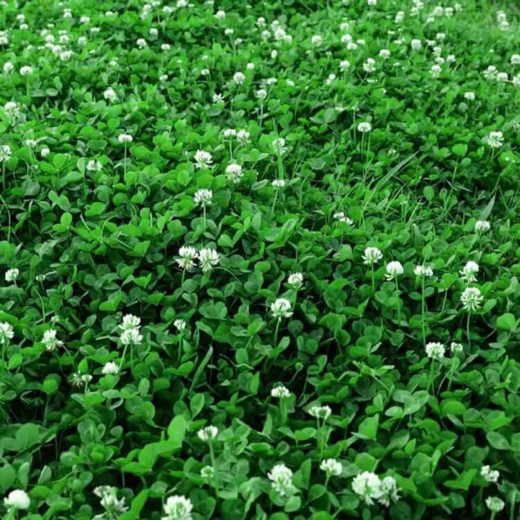 Perennial Clover Lawn Mix seeds