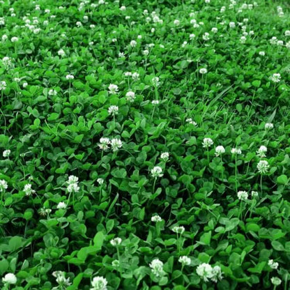 Perennial Clover Lawn Mix seeds