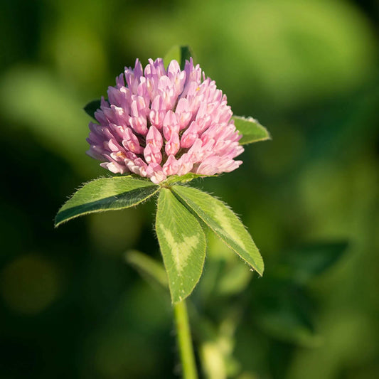 Perennial Clover Seeds - Herbal Plant