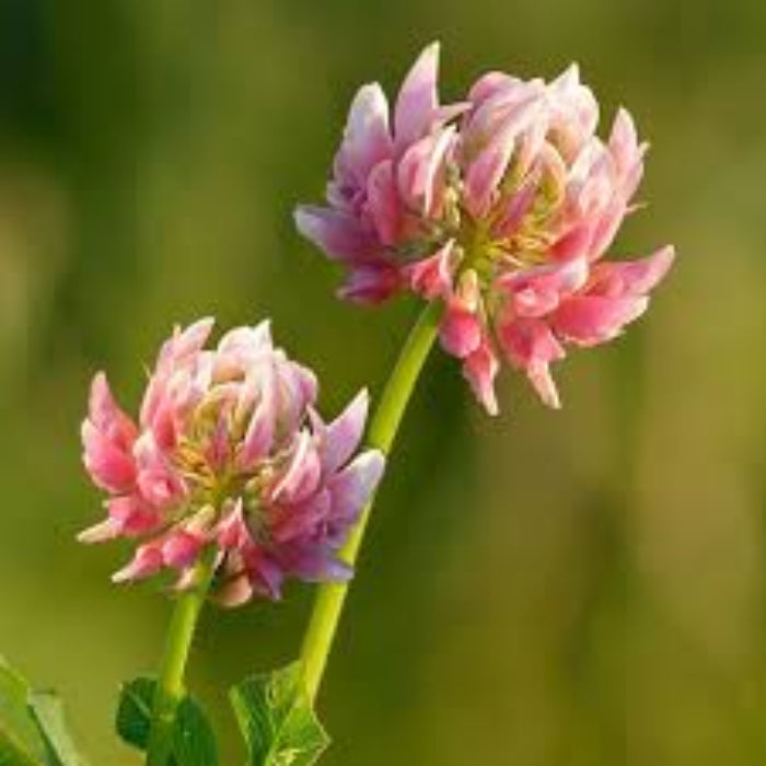 Perennial Clover Seeds - Herbal Plant