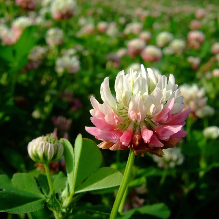 Perennial Clover Seeds - Herbal Plant