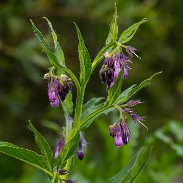 Perennial Comfrey Seeds