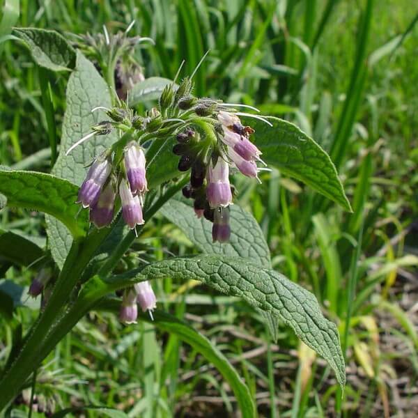 Perennial Comfrey Seeds