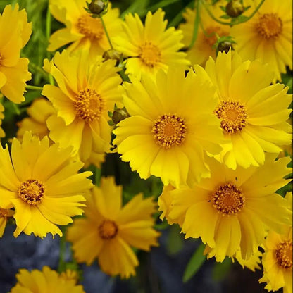 Perennial Coreopsis Seeds - Flower Plant