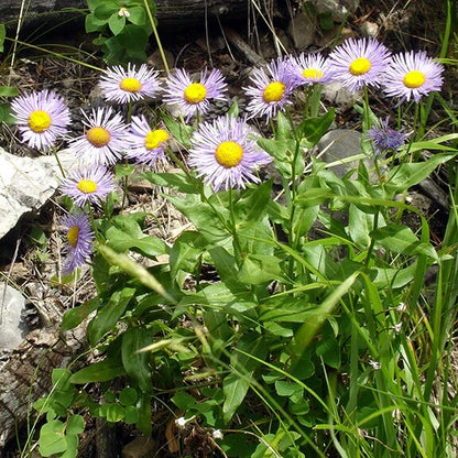 Perennial Daisy Fleabane Erigeron Speciosus Seeds