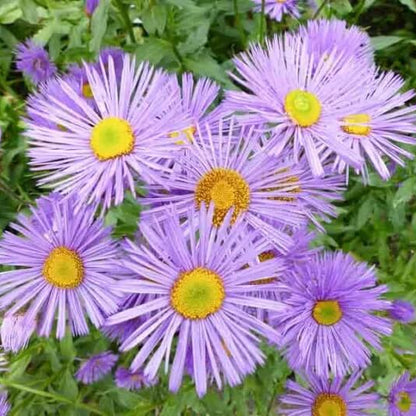 Perennial Daisy Fleabane Erigeron Speciosus Seeds