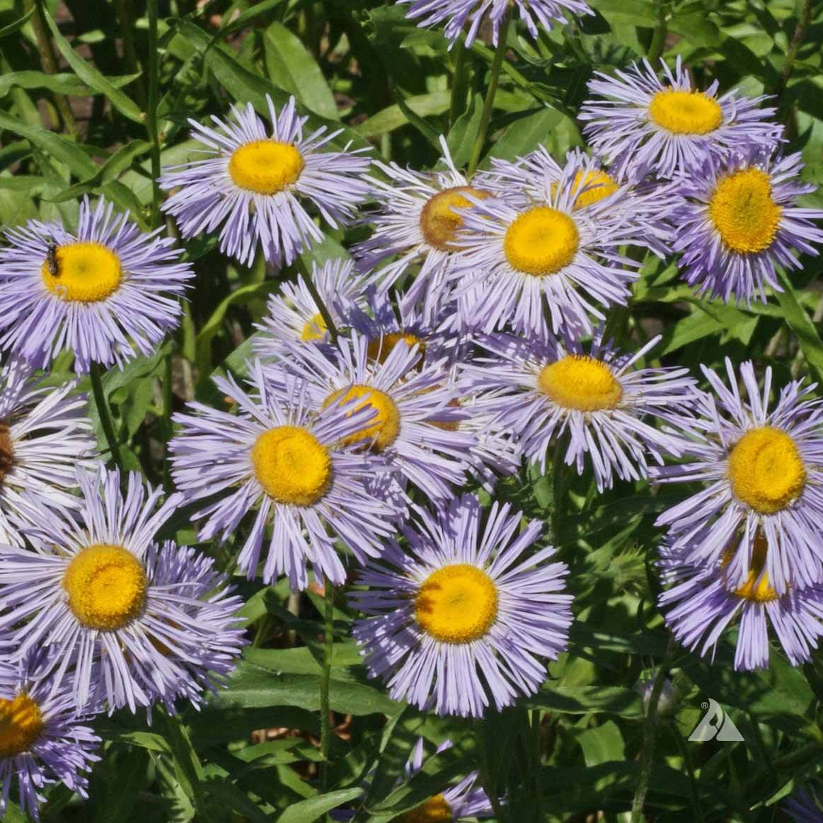 Perennial Daisy Fleabane Erigeron Speciosus Seeds