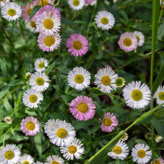Perennial Daisy Seeds - Flower Plant