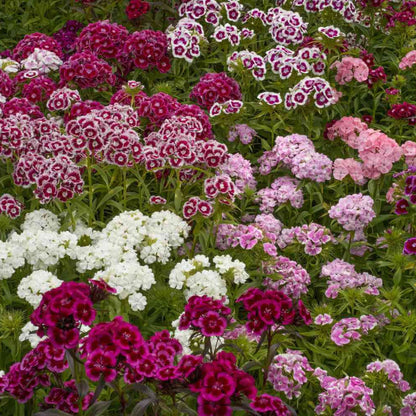 Perennial Dianthus Seeds - Flower Plant