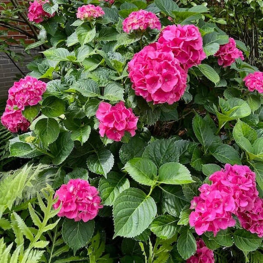 Perennial Flower Shrub Seeds