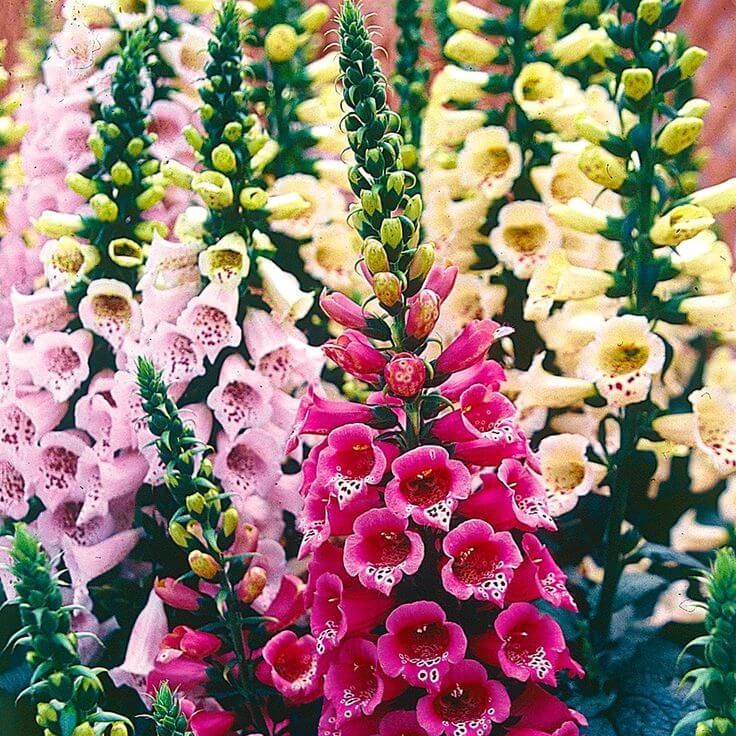 Perennial Foxglove Seeds - Flower Plant