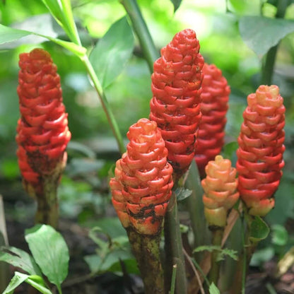 Perennial Ginger Seeds 