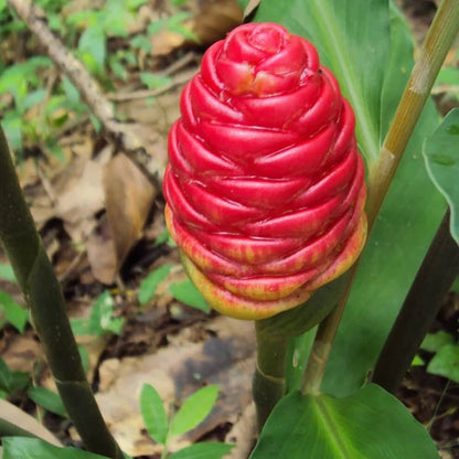 Perennial Ginger Seeds 