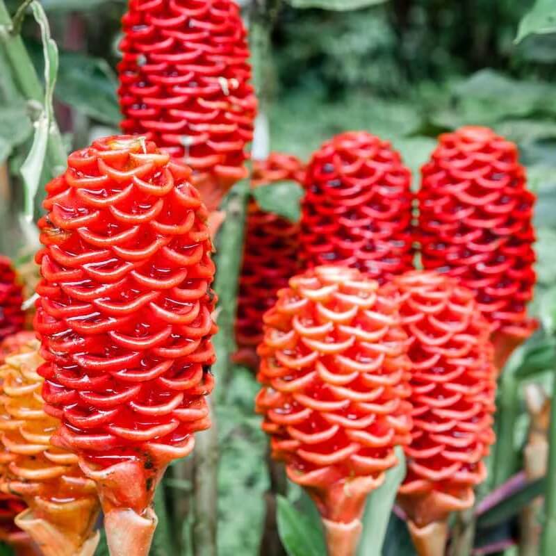 Perennial Ginger Seeds 