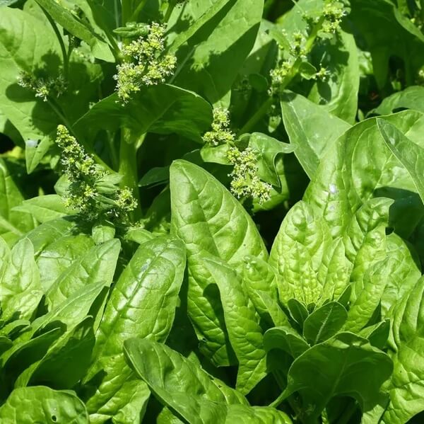 Perennial Goosefoot Seeds