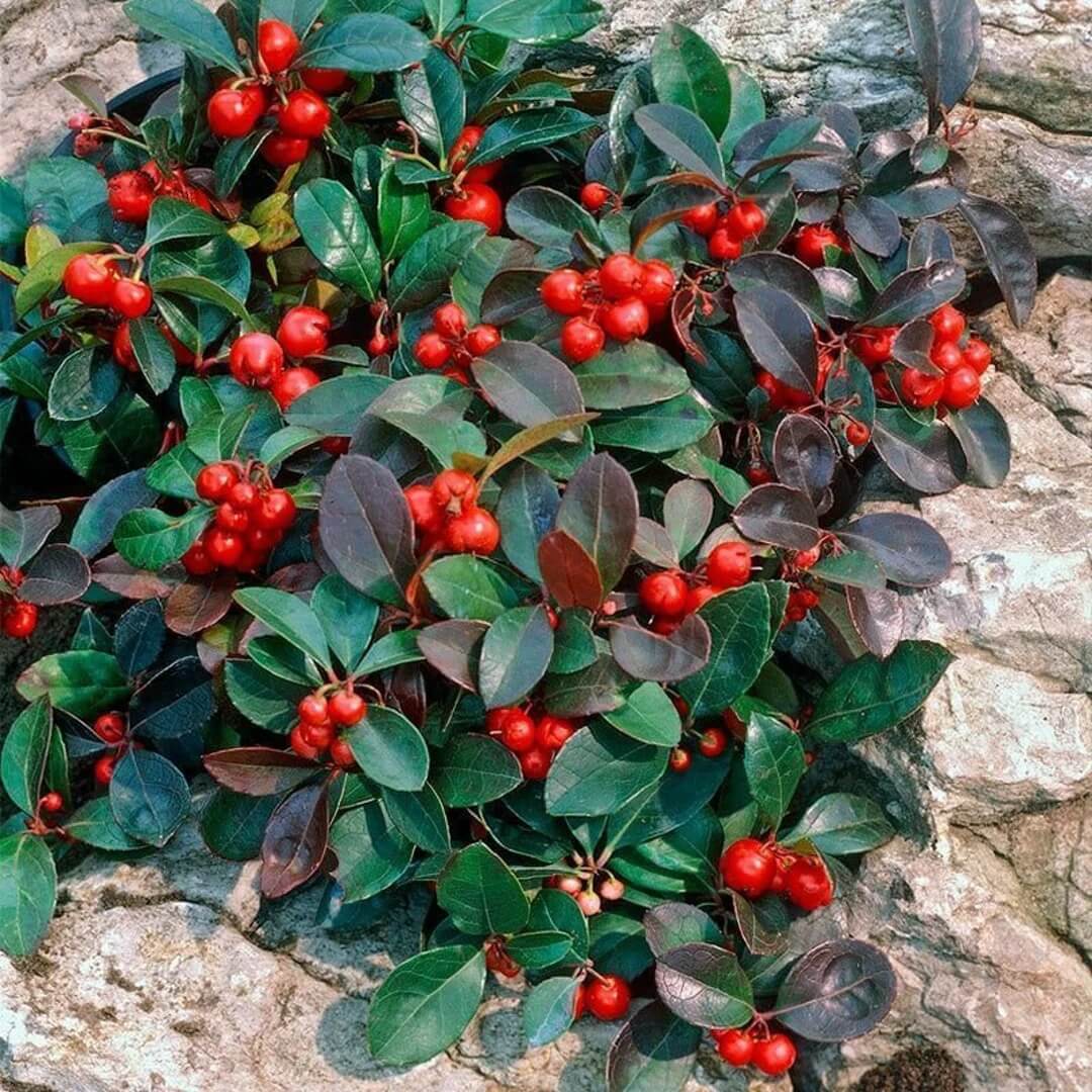 Perennial Ground Cover Wintergreen Seeds
