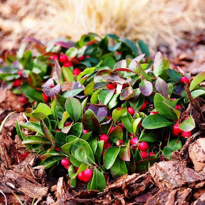 Perennial Ground Cover Wintergreen Seeds