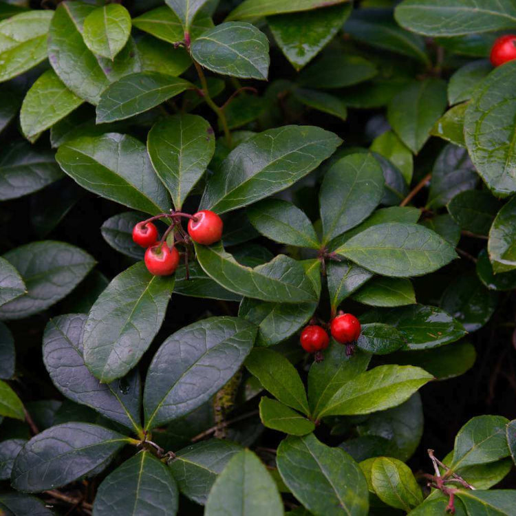 Perennial Ground Cover Wintergreen Seeds