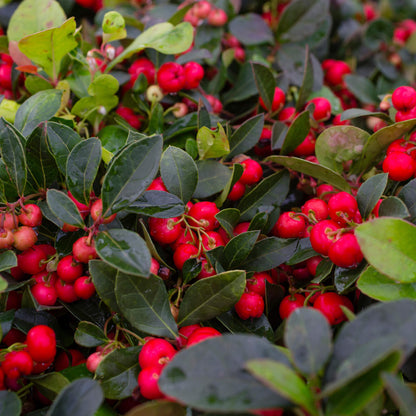 Perennial Ground Cover Wintergreen Seeds