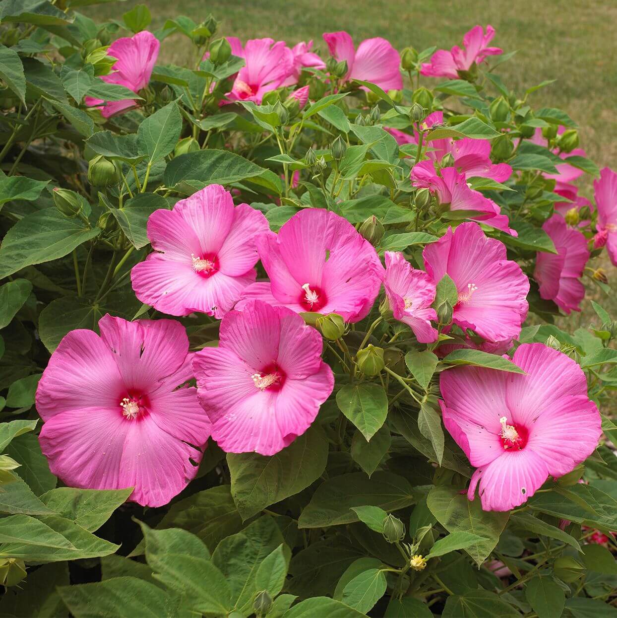 Perennial Hibiscus Seeds - Flower Plant