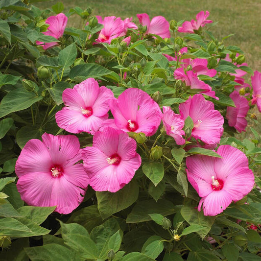 Perennial Hibiscus Seeds - Flower Plant
