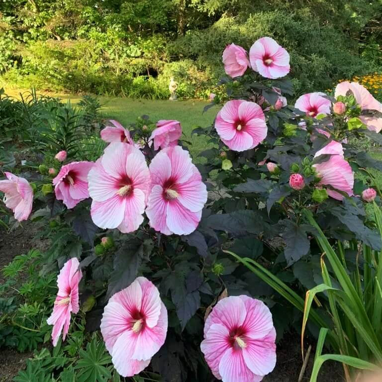 Perennial Hibiscus Seeds - Flower Plant