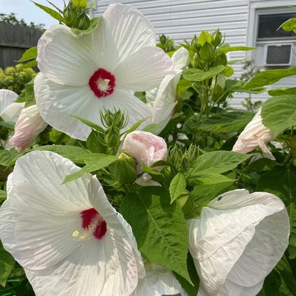 Perennial Hibiscus Seeds - Flower Plant