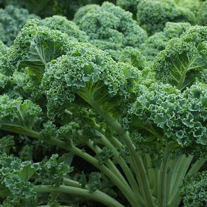 Perennial Kale Seeds