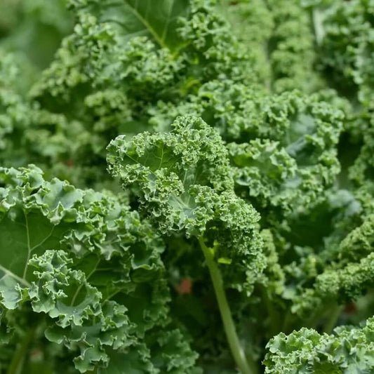 Perennial Kale Seeds