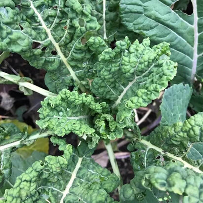 Perennial Kale Seeds