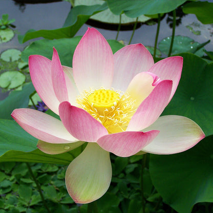 Perennial Lotus Seeds