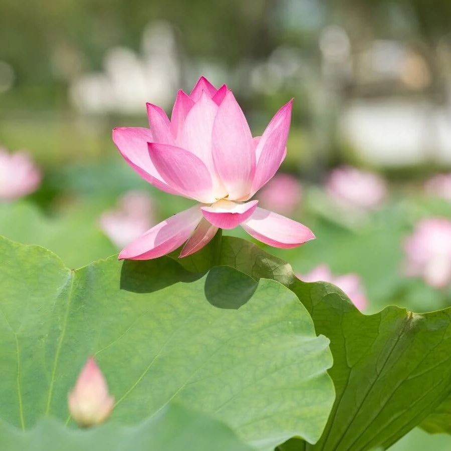 Perennial Lotus Seeds