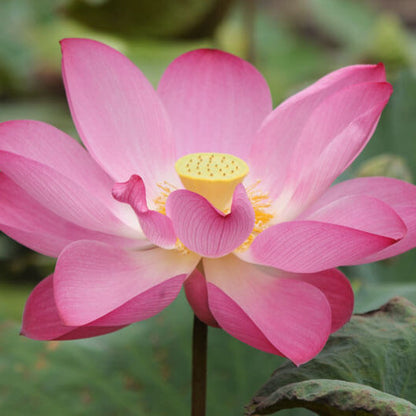 Perennial Lotus Seeds