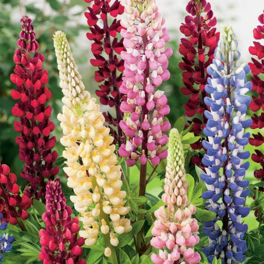 Perennial Lupine Seeds - Flower Plant
