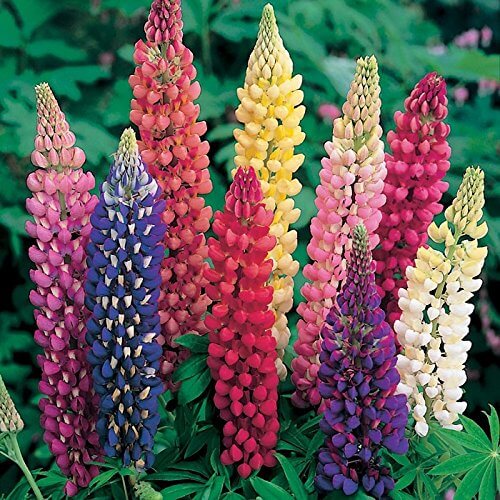 Perennial Lupine Seeds - Flower Plant