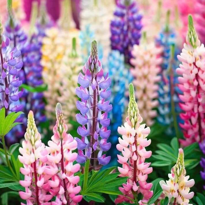 Perennial Lupine Seeds - Flower Plant