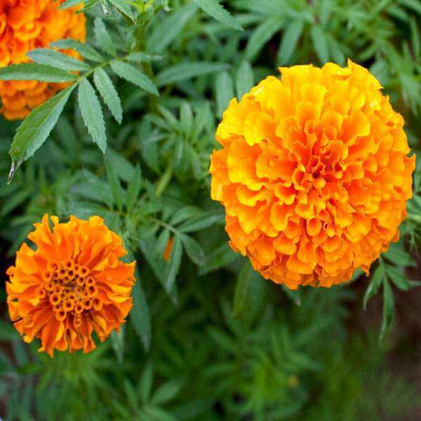 Perennial Marigold Seeds - Flower Plant
