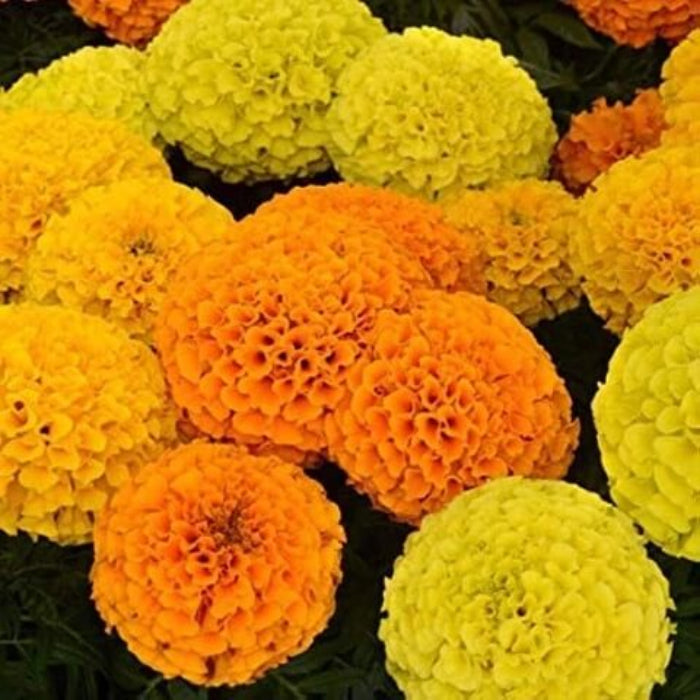 Perennial Marigold Seeds - Flower Plant