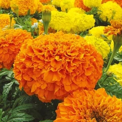 Perennial Marigold Seeds - Flower Plant