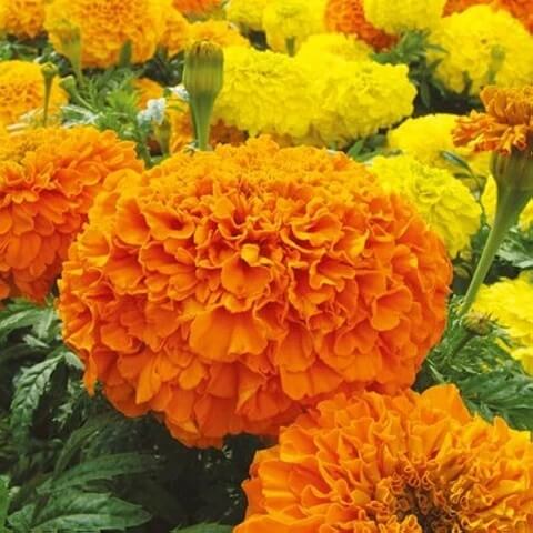 Perennial Marigold Seeds - Flower Plant