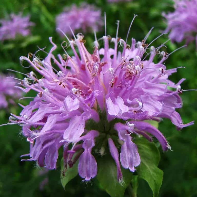 Perennial Pollinator Bee Balm Seeds