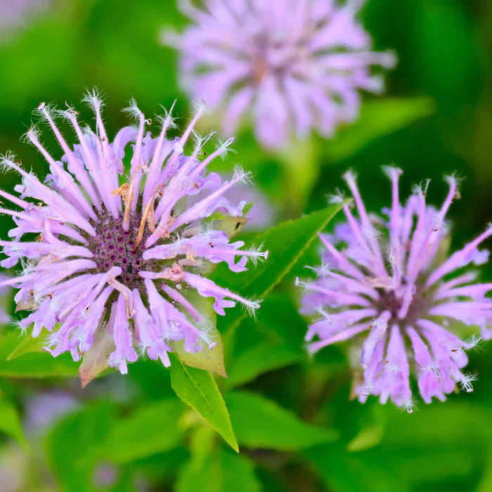 Perennial Pollinator Bee Balm Seeds