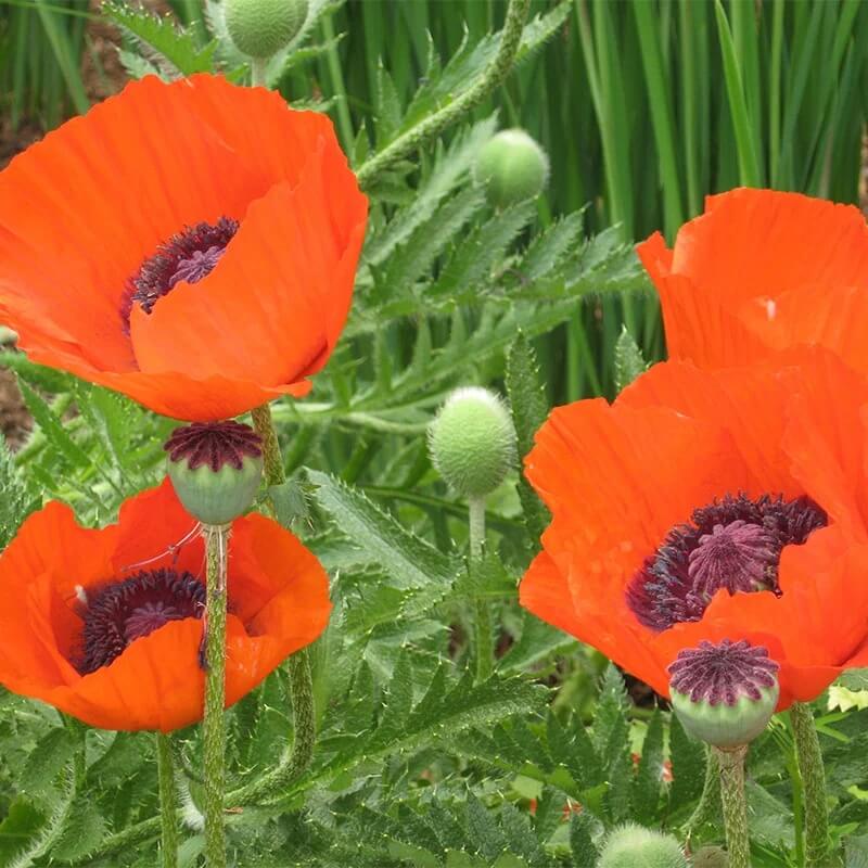 Perennial Poppy Seeds - Flower Plant