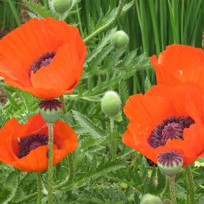 Perennial Poppy Seeds - Flower Plant
